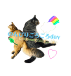 ねこのかぷとソル(時々実家ねこ)（個別スタンプ：16）