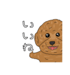 とある家の犬 ver2（個別スタンプ：1）