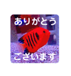 つぶやく海水魚スクエア編（個別スタンプ：3）