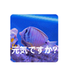 つぶやく海水魚スクエア編（個別スタンプ：5）