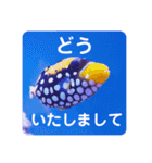 つぶやく海水魚スクエア編（個別スタンプ：7）