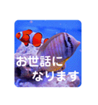 つぶやく海水魚スクエア編（個別スタンプ：13）