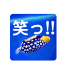 つぶやく海水魚スクエア編（個別スタンプ：15）