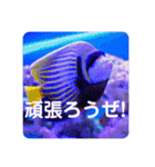 つぶやく海水魚スクエア編（個別スタンプ：16）