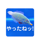 つぶやく海水魚スクエア編（個別スタンプ：17）