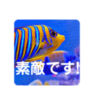 つぶやく海水魚スクエア編（個別スタンプ：18）