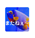 つぶやく海水魚スクエア編（個別スタンプ：24）