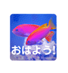 つぶやく海水魚スクエア編（個別スタンプ：26）