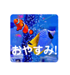 つぶやく海水魚スクエア編（個別スタンプ：27）