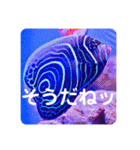 つぶやく海水魚スクエア編（個別スタンプ：29）