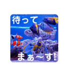 つぶやく海水魚スクエア編（個別スタンプ：30）