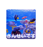 つぶやく海水魚スクエア編（個別スタンプ：32）