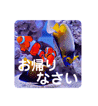 つぶやく海水魚スクエア編（個別スタンプ：36）