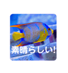 つぶやく海水魚スクエア編（個別スタンプ：39）