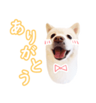たらスタンプ1（個別スタンプ：3）