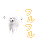 たらスタンプ1（個別スタンプ：10）