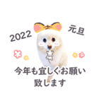 たらスタンプ1（個別スタンプ：16）