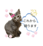 こんにゃく①（個別スタンプ：14）