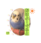 ぴーちゃんのダジャレスタンプ（個別スタンプ：1）