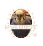 ぴーちゃんのダジャレスタンプ（個別スタンプ：3）