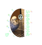 ぴーちゃんのダジャレスタンプ（個別スタンプ：7）