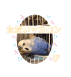 ぴーちゃんのダジャレスタンプ（個別スタンプ：8）