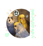 ぴーちゃんのダジャレスタンプ（個別スタンプ：11）