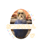 ぴーちゃんのダジャレスタンプ（個別スタンプ：13）