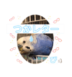 ぴーちゃんのダジャレスタンプ（個別スタンプ：15）