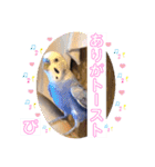 ぴーちゃんのダジャレスタンプ（個別スタンプ：17）