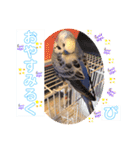 ぴーちゃんのダジャレスタンプ（個別スタンプ：24）