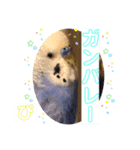 ぴーちゃんのダジャレスタンプ（個別スタンプ：25）