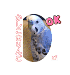 ぴーちゃんのダジャレスタンプ（個別スタンプ：26）