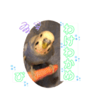 ぴーちゃんのダジャレスタンプ（個別スタンプ：30）