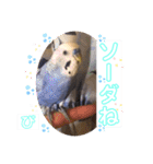 ぴーちゃんのダジャレスタンプ（個別スタンプ：31）
