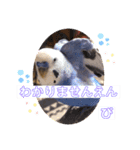 ぴーちゃんのダジャレスタンプ（個別スタンプ：32）