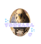 ぴーちゃんのダジャレスタンプ（個別スタンプ：33）