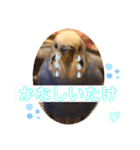 ぴーちゃんのダジャレスタンプ（個別スタンプ：35）
