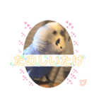 ぴーちゃんのダジャレスタンプ（個別スタンプ：36）