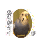 ぴーちゃんのダジャレスタンプ（個別スタンプ：38）