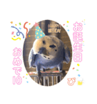 ぴーちゃんのダジャレスタンプ（個別スタンプ：40）