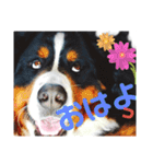 日常会話 可愛い バーニーズ 超大型犬（個別スタンプ：1）