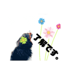 日常会話 可愛い バーニーズ 超大型犬（個別スタンプ：2）