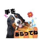 日常会話 可愛い バーニーズ 超大型犬（個別スタンプ：3）