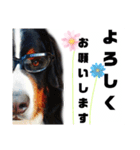 日常会話 可愛い バーニーズ 超大型犬（個別スタンプ：4）