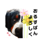 日常会話 可愛い バーニーズ 超大型犬（個別スタンプ：5）