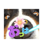 日常会話 可愛い バーニーズ 超大型犬（個別スタンプ：7）