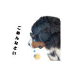 日常会話 可愛い バーニーズ 超大型犬（個別スタンプ：8）