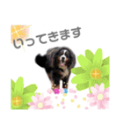 日常会話 可愛い バーニーズ 超大型犬（個別スタンプ：9）