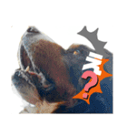 日常会話 可愛い バーニーズ 超大型犬（個別スタンプ：10）